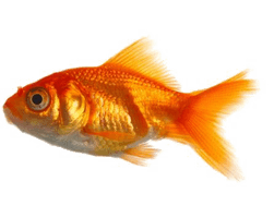 Goldfish Image Free Download PNG HQ