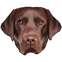 Labrador Image Download HQ PNG