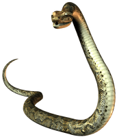 Elapidae Reptile United States Snake Mustela - Free PNG