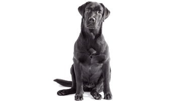 Labrador Free Download PNG HQ