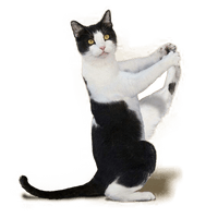 Short Yoga Aegean Haired Workout Kitten Domestic - Free PNG