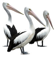 Pelican Images Free Photo PNG