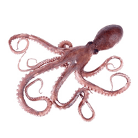 Octopus Toy PNG Free Photo