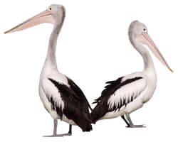 Pelican Free Clipart HD - Free PNG