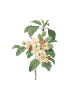 17591840 Plant Des Pierrejoseph Fleurs Belles Redoutxe9 - Free PNG