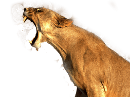 Cougar Lion Free Transparent Image HD - Free PNG