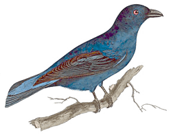 Fairy Bird Image PNG Free Photo