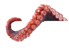 Octopus Tentacles Free PNG HQ