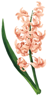 Hyacinth Plant Des Fleurs Illustration Belles Flower - Free PNG