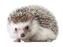 Porcupine Urchin Snout Sea Domesticated Hedgehog - Free PNG