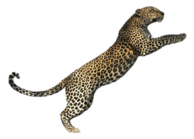 Jaguar Leopard Cat Tiger Lion Cheetah - Free PNG