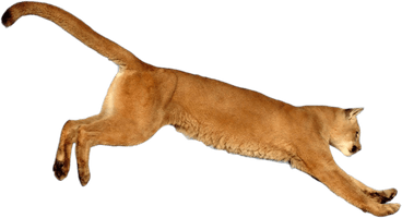 Tiger Cougar Lion Puma Animal Free HD Image - Free PNG