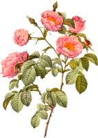 Botany Plant Flower Illustration Flowering Botanical Drawing - Free PNG