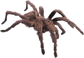 Spider Picture - Free PNG