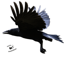 Raven Flying Clipart - Free PNG