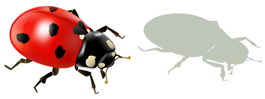 Ladybird Insect Graphics Encapsulated Postscript Free Transparent Image HQ - Free PNG