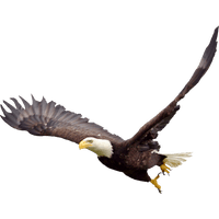 Soaring Eagle File - Free PNG