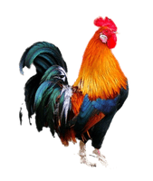 Poultry Chicken Painting Livestock Embroidery Download Free Image - Free PNG