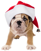 Cute Toy Picture Bulldog Hat Claus Dog - Free PNG