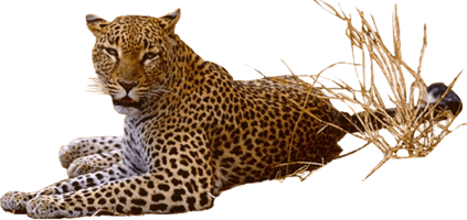 Leopard Transparent - Free PNG