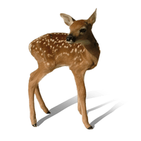 Transparent Deer - Free PNG