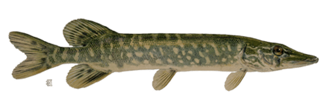 Real Fish Picture - Free PNG