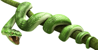 Green Snake Transparent Image - Free PNG