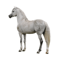 Horse Clipart - Free PNG