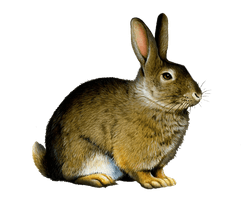 Bunny Rabbit - Free PNG