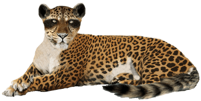 Leopard Image - Free PNG