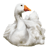 Duck Transparent Image - Free PNG