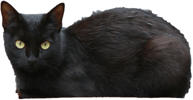 Black Cat Transparent - Free PNG