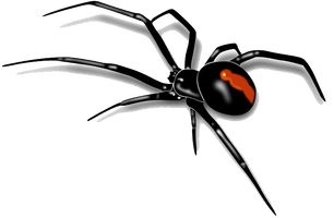 Spider - Free PNG