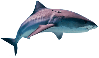 Shark Hd - Free PNG