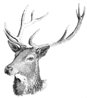 Deer Head Free Download - Free PNG