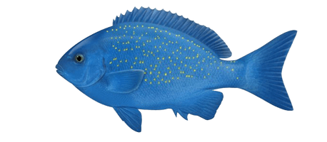 Ocean Fish Photos - Free PNG