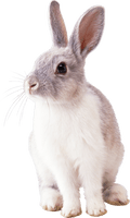 White Rabbit Image - Free PNG