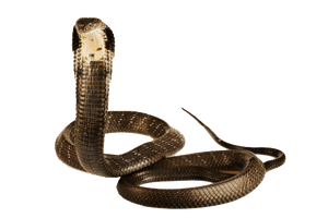 Cobra Snake Image - Free PNG