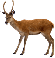 Deer On Highway - Free PNG