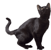 Black Cat Free Download - Free PNG