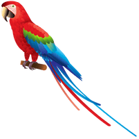 Parrot Image - Free PNG