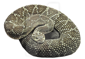 Snake Free Png Image