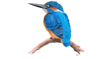 Kingfisher HD Free Download PNG HD