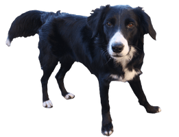 Border Collie Transparent Background - Free PNG