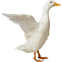 Duck - Free PNG