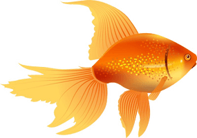 Goldfish Image Free Download Image - Free PNG