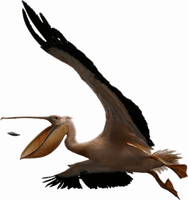 Pelican Free Download Image - Free PNG