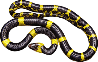 Black Snake Transparent - Free PNG