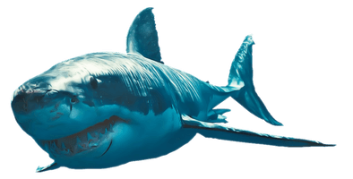 Shark Clipart - Free PNG