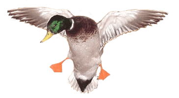 Duck Image - Free PNG